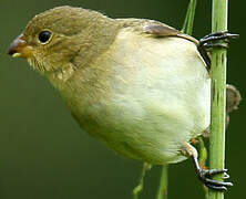 Lined Seedeater