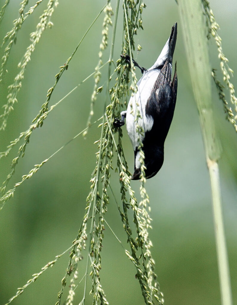 Lined Seedeater male adult