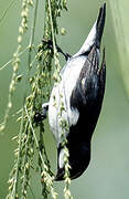 Lined Seedeater