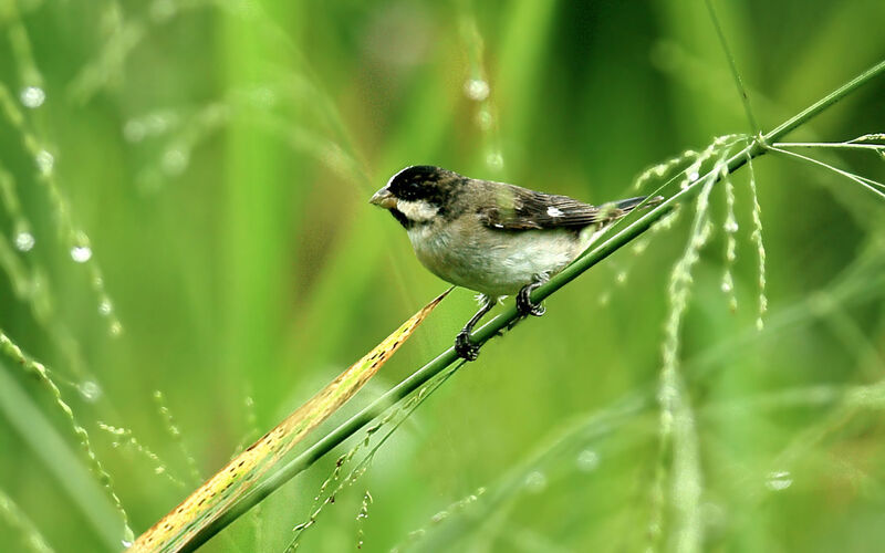 Lined Seedeater male immature