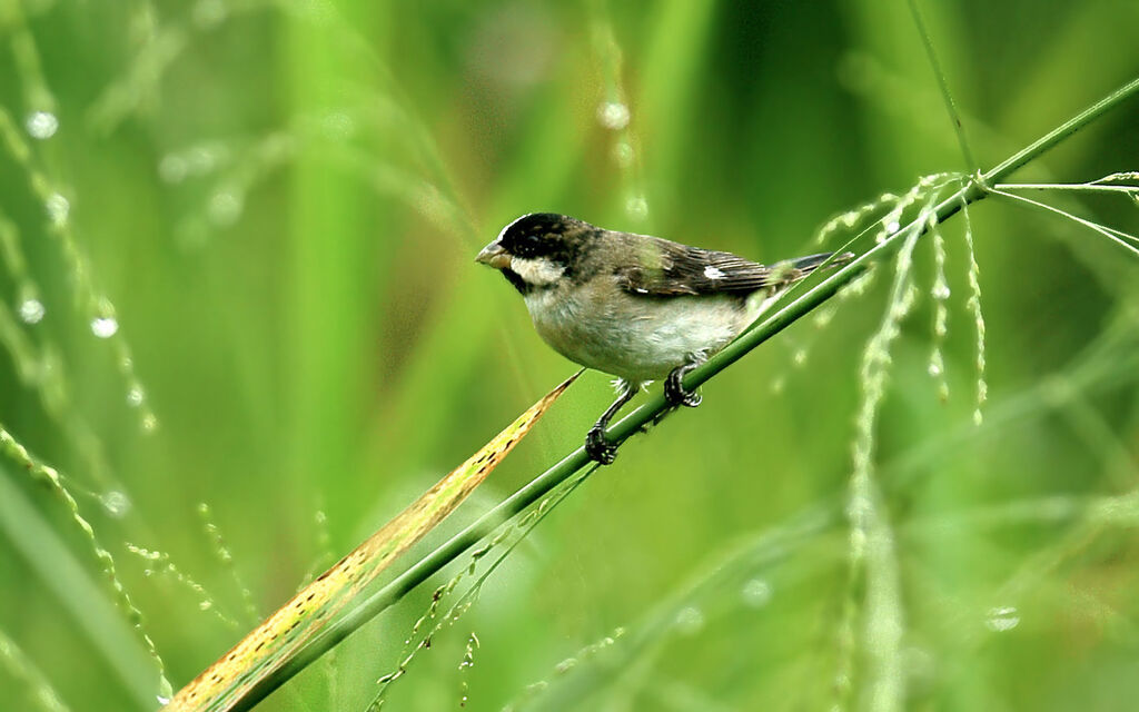 Sporophile bouveron mâle immature