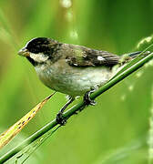 Lined Seedeater