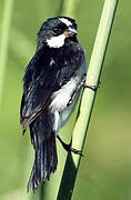 Lined Seedeater