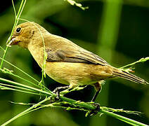 Lesson's Seedeater