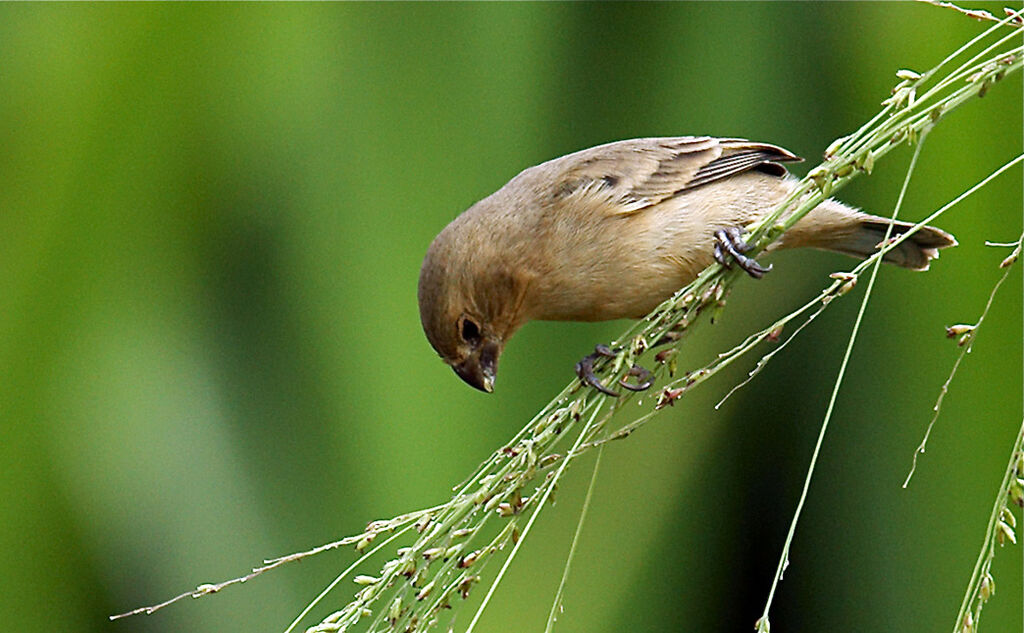 Lesson's Seedeater