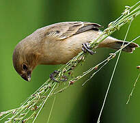 Lesson's Seedeater