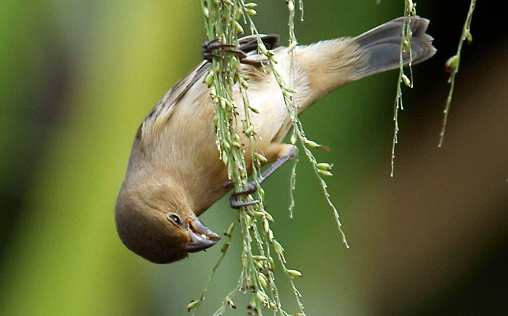 Lesson's Seedeater female adult, identification