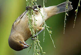 Lesson's Seedeater