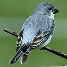 Sporophile gris-de-plomb