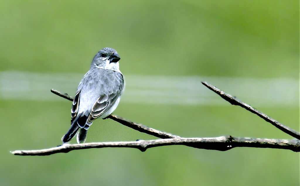 Plumbeous Seedeater