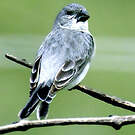 Sporophile gris-de-plomb