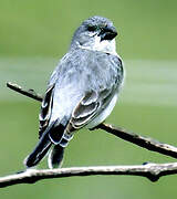 Plumbeous Seedeater