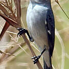 Sporophile gris-de-plomb