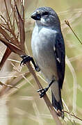 Plumbeous Seedeater