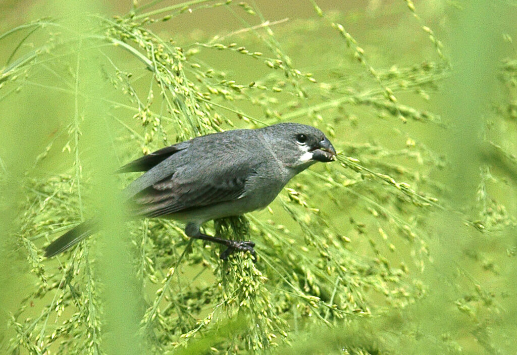 Plumbeous Seedeater male adult, feeding habits