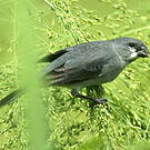 Sporophile gris-de-plomb