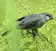 Plumbeous Seedeater