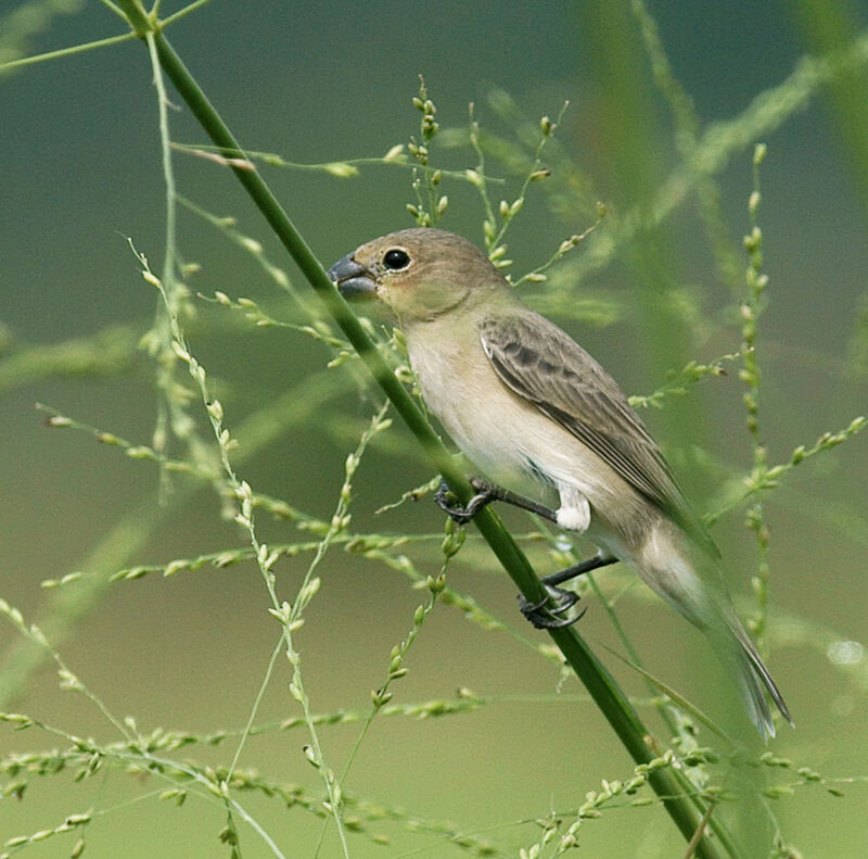 Plumbeous Seedeater female adult