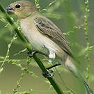 Sporophile gris-de-plomb