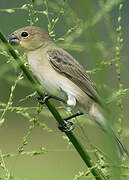 Plumbeous Seedeater