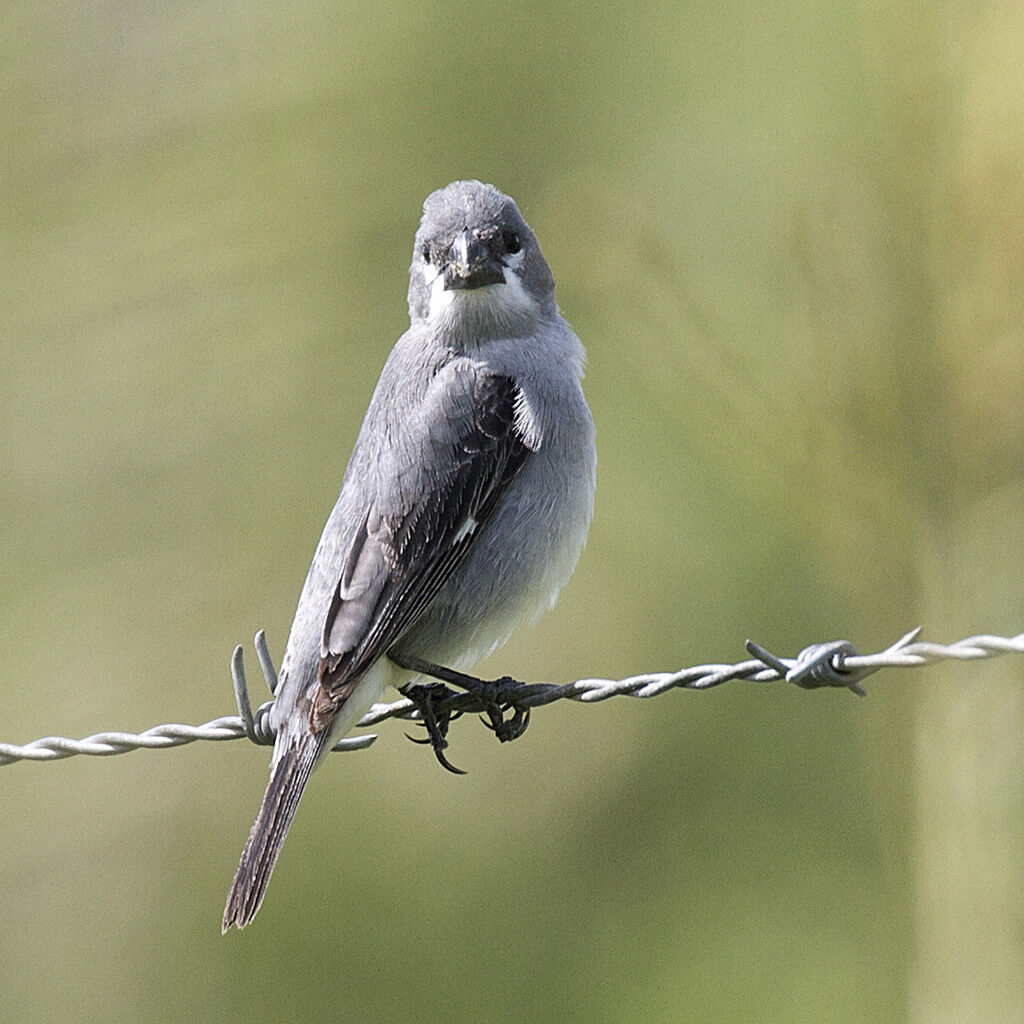 Plumbeous Seedeater male adult