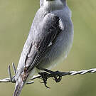 Sporophile gris-de-plomb