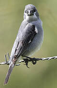 Plumbeous Seedeater