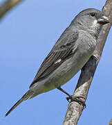 Plumbeous Seedeater