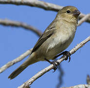 Plumbeous Seedeater