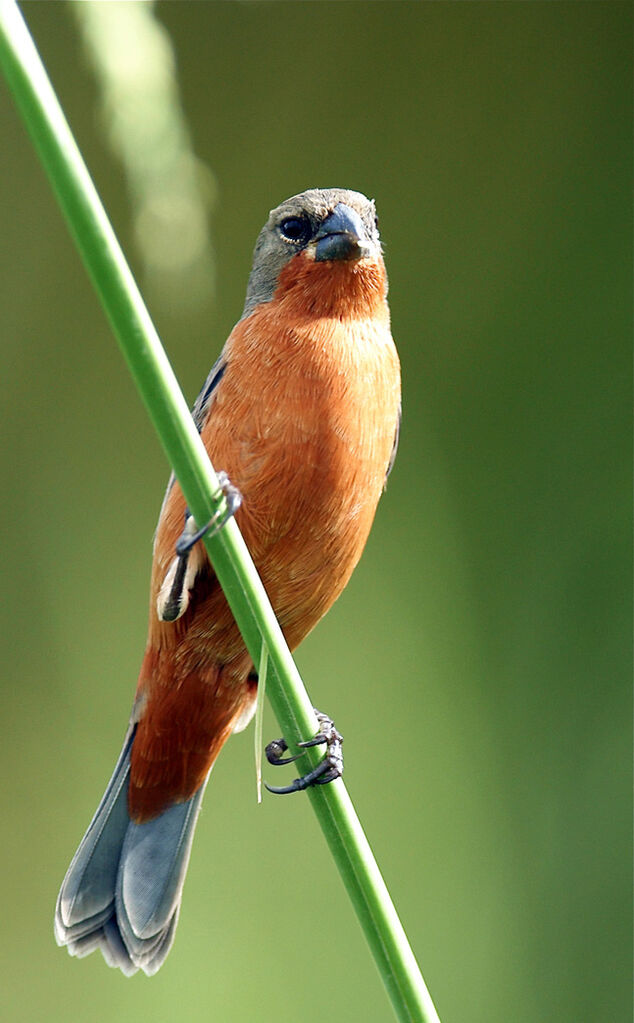 Sporophile petit-louis mâle adulte, identification