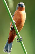 Ruddy-breasted Seedeater