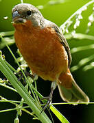 Ruddy-breasted Seedeater