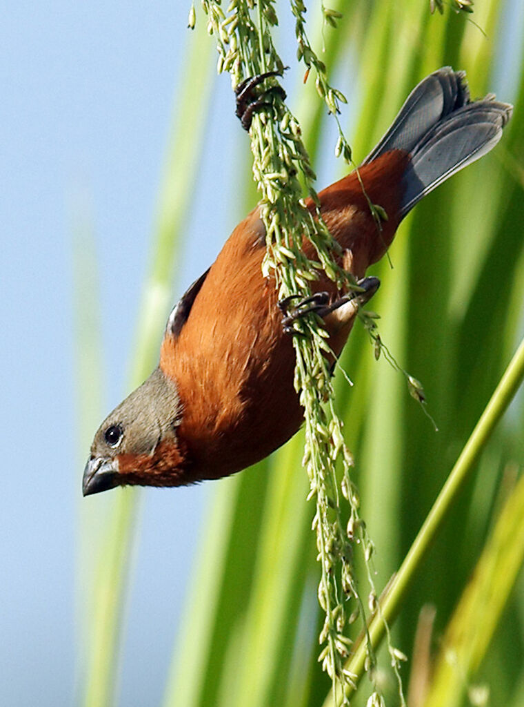 Ruddy-breasted Seedeater male adult