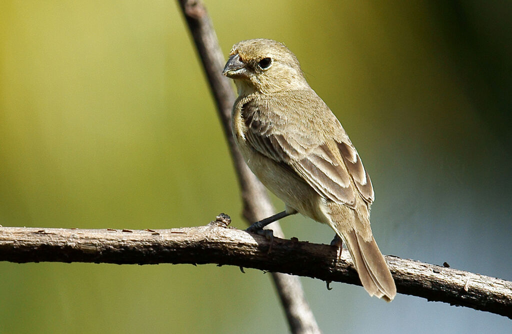 Sporophile petit-louis femelle adulte, identification