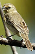 Ruddy-breasted Seedeater