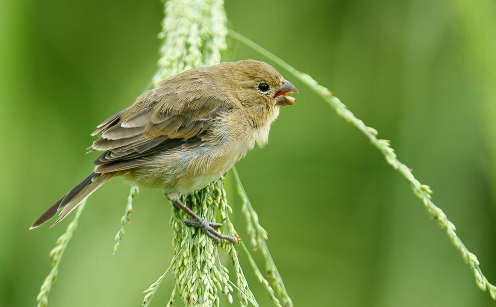 Ruddy-breasted Seedeater