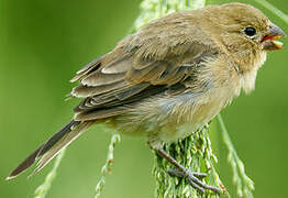 Ruddy-breasted Seedeater