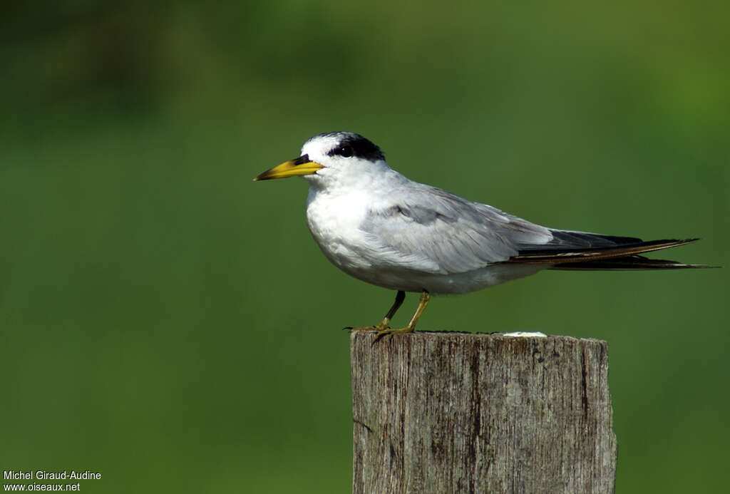 Yellow-billed Tern, identification