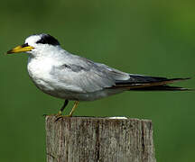 Yellow-billed Tern