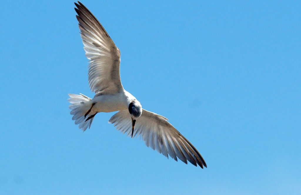 Yellow-billed Tern