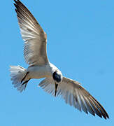 Yellow-billed Tern