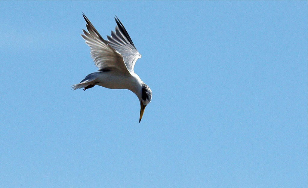 Yellow-billed Tern