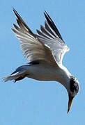 Yellow-billed Tern