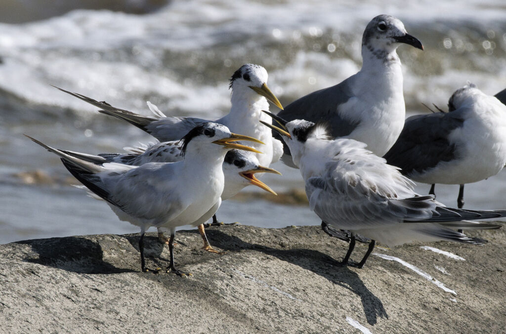 Cabot's Tern (eurygnathus)