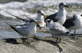 Cabot's Tern (eurygnathus)