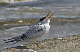 Cabot's Tern (eurygnathus)