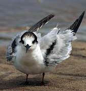 Common Tern