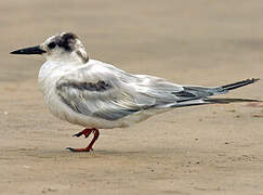 Common Tern