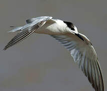 Common Tern