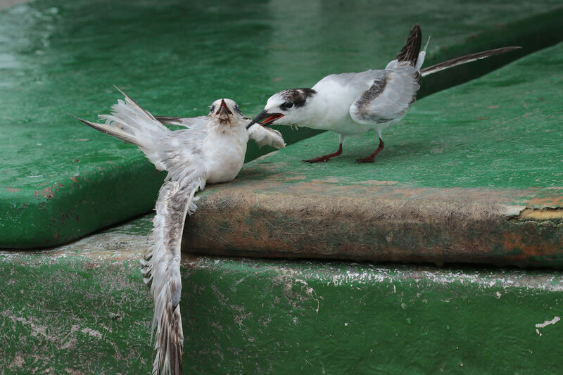 Common Tern, Behaviour